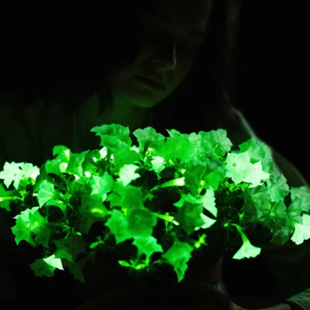 Glow In the Dark Flowers